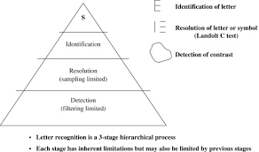 Without light everything is black. Psychophysical Function In Age Related Maculopathy Sciencedirect