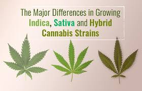 Handling its massive size can be challenging for novice growers. Differences In Growing Sativa Indica And Hybrid Plants Cannabis Twenty Four Seven