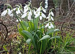 Snowdrops Winter Flowering Bulbs Galanthus Nivalis