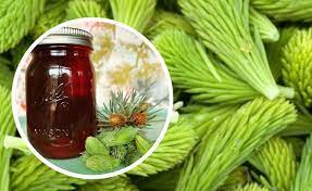 Reteta sirop de muguri de brad a fost propusa de ardnax discuta mai multe despre aceasta reteta pe. Siropul Din Muguri De Brad Cum Se Prepara Si Ce Boli Tine La Distanta
