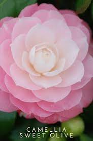 Pin On Camelia