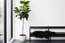Hang them from the the plants will be the hair and you'll end up with some very clever and ingenious decorative pieces for it's a nice way of displaying your beautiful plants for the neighbors to see while also gaining privacy. 13 Best Indoor Plants And How To Care For Them Architectural Digest