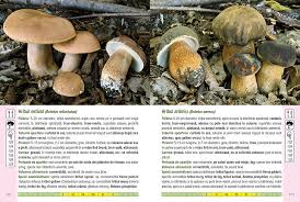 Poze din diferite poziții, in secțiune, denumire științifică și populară. Ghidul CulegÄtorului De Ciuperci