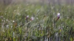 Image result for Gladiolus trichonemifolius