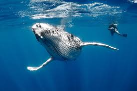 Ocean Fine Art Gallery Coming Soon! Please Enjoy These Larry Beard Pho