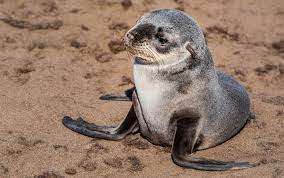 Weitere ideen zu robbenbaby, seehunde, tiere. Robben Baby Foto Bild Africa Southern Africa Namibia Bilder Auf Fotocommunity