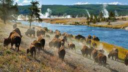 Maybe you would like to learn more about one of these? Cheap Flights From Pasco To Yellowstone National Park Kayak