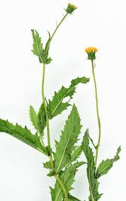 Image result for Crassocephalum ducis-aprutii