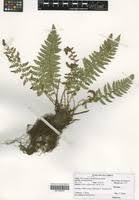 Image result for Polystichum transvaalense