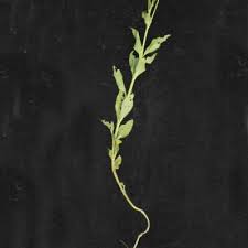 Image result for Adenostemma afrum