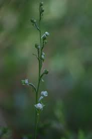 Image result for Mikania sagittifera