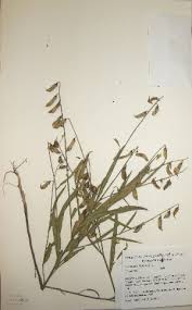 Image result for Crotalaria pallidicaulis