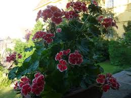 Pin Von Marie Zelenkova Auf Pelargonie Garten Pur Garten