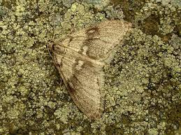 Image result for Trichopteryx