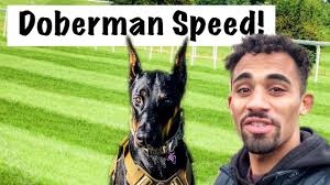 We have trained him to do tricks and worked with him on his obedience training. How Fast Can A Doberman Pinscher Run 100m Dash Youtube
