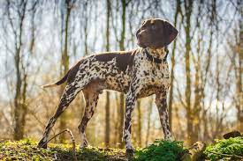 Female brown and white english pointer bird dog. 7 Popular Pointer Dog Breeds For Bird Hunting Gearjunkie