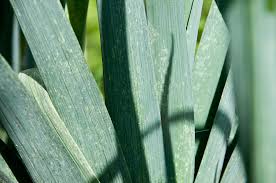 Image result for Onion Thrips