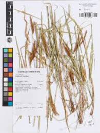 Image result for Eulalia aurea