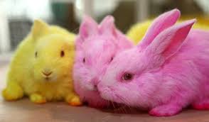 Speedy The Cheeky House Bunny Pet Dyes And Rabbits Is It Safe 794 x 529 jpeg 51 кб.