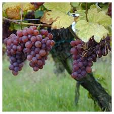 Vita de vie soiuri fara sambure apirene. Vita De Vie Alba De Vin Traminer Roz Gardenexpert Ro