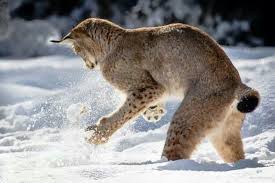 Sam Rossignol (rossignol0439)