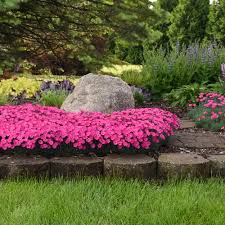 Characters / paint the town red. Paint The Town Magenta Pinks Dianthus Hybrid Proven Winners