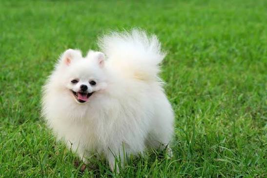 Những Chú Chó Dễ Thương Nhất Thế Giới Mà Bạn Không Thể Bỏ Qua