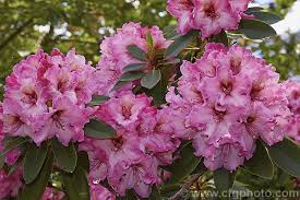 Rhododendron One Thousand Butterflies Photo In 2020 Butterfly Photos Rhododendron Azaleas