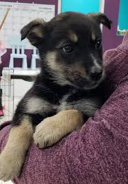 The german shepherd mix can have any or all of these characteristics plus any characteristics from the other parent breed in the mix. Cadet S Web Page