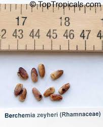 Image result for Berchemia zeyheri