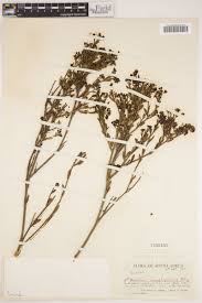 Image result for Montinia