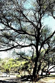 Image result for Colophospermum mopane