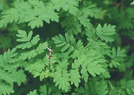 Image result for Corydalis mildbraedii
