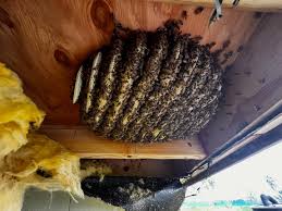 🐝 Another Successful Live Bee Removal! 🐝 Today we safely removed bees and  honeycomb from underneath a work trailer — all done chemical-free and with  the bees relocated alive where they belong.