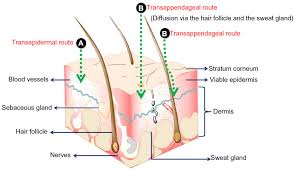 In general, the oil glands emit sebum (oil) into these sacs and thereby protect and lubricate your hair. Transfollicular Drug Delivery Current Perspectives Rrtd
