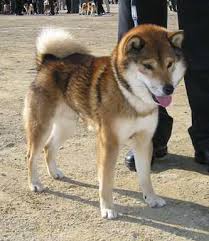 More details at our website: National Shiba Club Of America