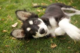 Black And Brown Husky Shepherd Mix Pin By Joe Higgins On Puppy Obsession Mutt Puppies Border Collie Husky Mix Herding Dogs Breeds