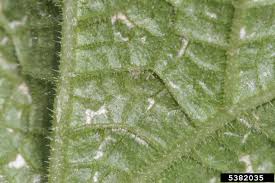Image result for thrips damage on cucumber