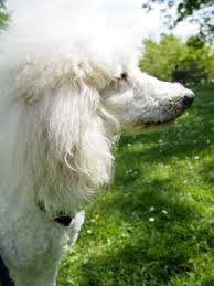 Sep 30, 2016 · the original 101 coconut oil uses and benefits! Do All Poodles Have Long Noses Poodle Report