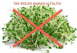 Berapa biji makan alfalfa cara ambil cara makan cara makan complex cara makan dan lecithin. 3 Golongan Tak Boleh Makan Alfalfa Genkimomma My