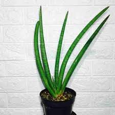 Image result for Sansevieria pearsonii