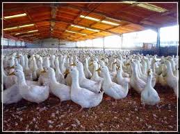 We did not find results for: Cara Pakan Bebek Peking Arena Mesin Harga Jual Alat