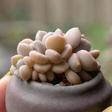 miniature pots graptoveria margaret rose 拇指盆玛格丽特2019 08 15 多肉植物 多肉 echeveria succulents margaret rose succulents vegetables