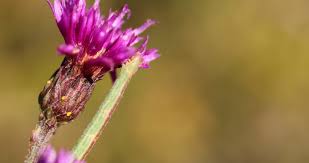 Image result for Vernonia kirkii