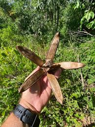 Image result for Entandrophragma delevoyi