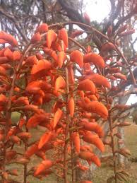 Image result for Erythrina falcata