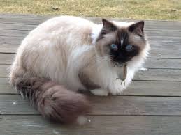 These colors don't impact a ragdoll's temperament. Point Ragdolls