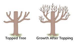 What Is Tree Topping Information About Topping A Tree