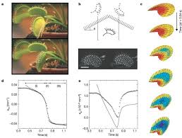 Venus fly trap this is without a doubt one of the more famous plants to have in your collection! How The Venus Flytrap Snaps Nature