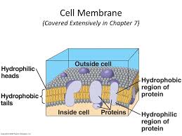 Explore rexrohrer's photos on flickr. Photo Album By Darcy Plant And Animal Cells Under The Microscope 1 What Indicators Were Used To Help View Some Organelles Under The Microscope 2 What Ppt Download